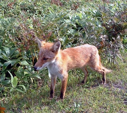 b_fox11[1].jpg